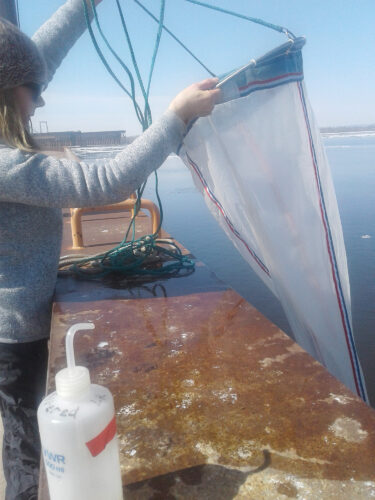 Scientists find proof of invasive shrimp in Lake Superior